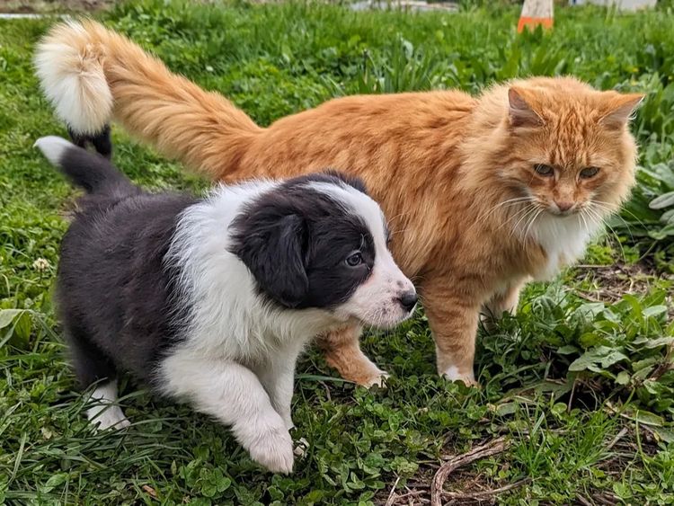 Korben Park - Border Collies