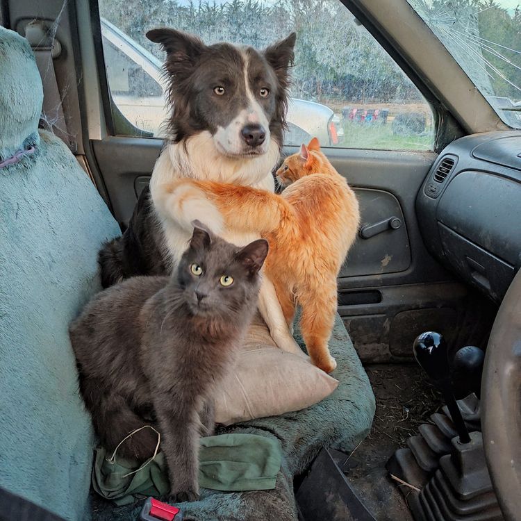 Korben Park - Border Collies