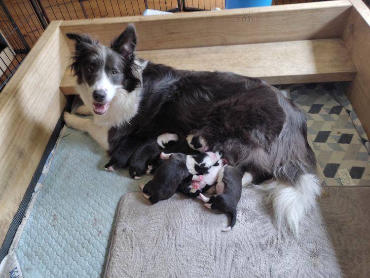 Korben Park - Border Collies