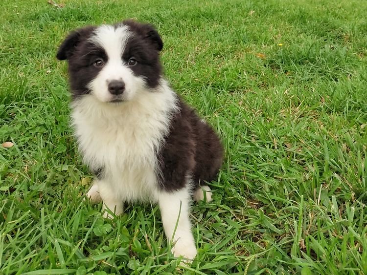 Korben Park - Border Collies