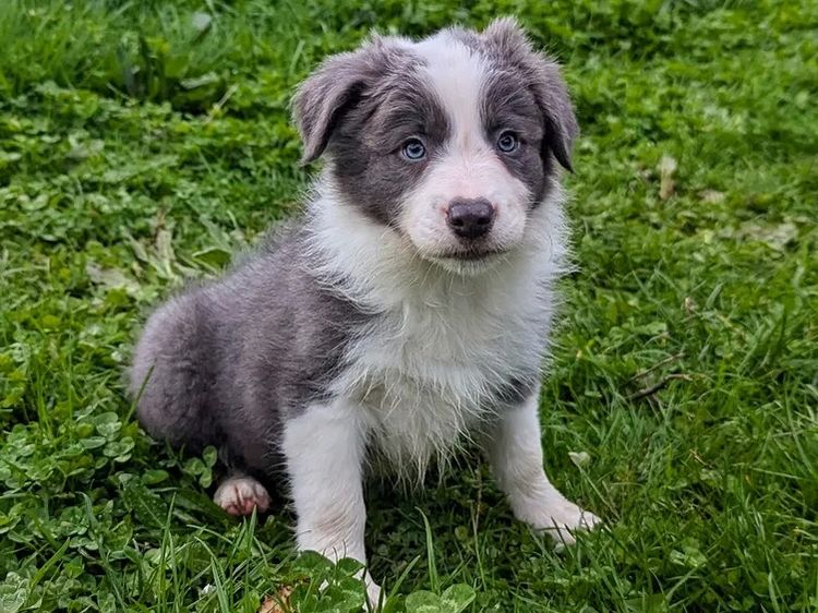 Korben Park - Border Collies