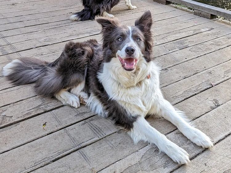 Korben Park - Border Collies