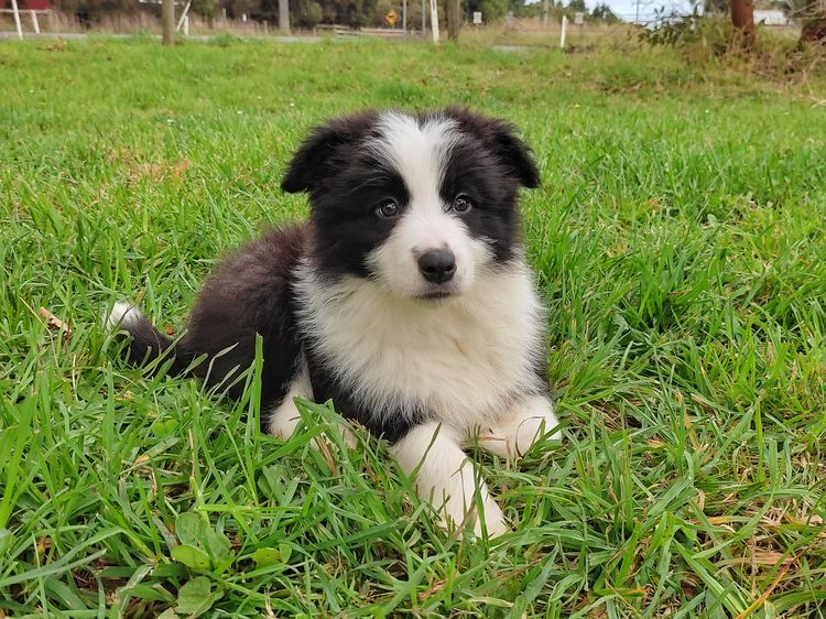 Korben Park - Border Collies