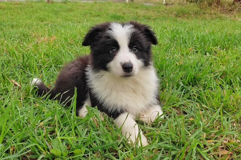 Australian Shepherd Started Border Collies For Sale Australian