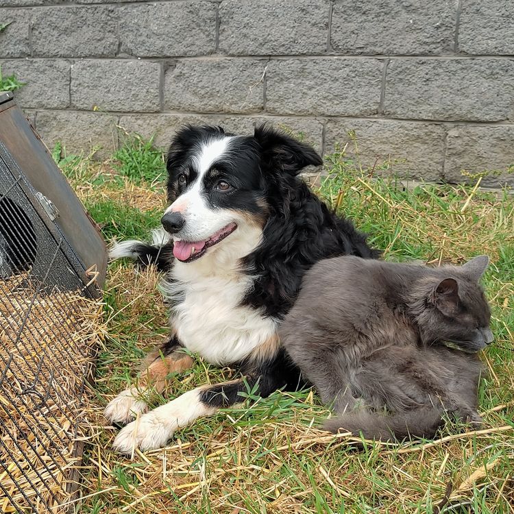 Korben Park - Border Collies