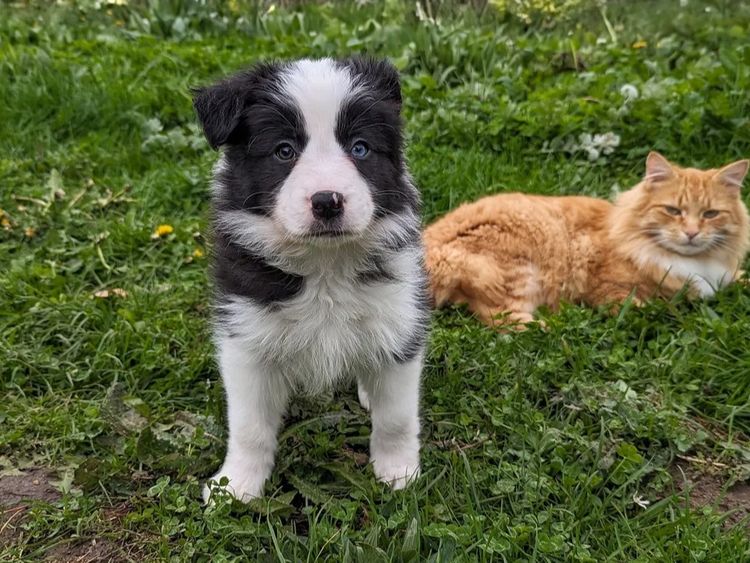 Korben Park - Border Collies