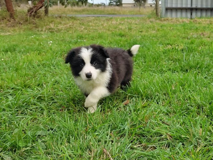 Korben Park - Border Collies