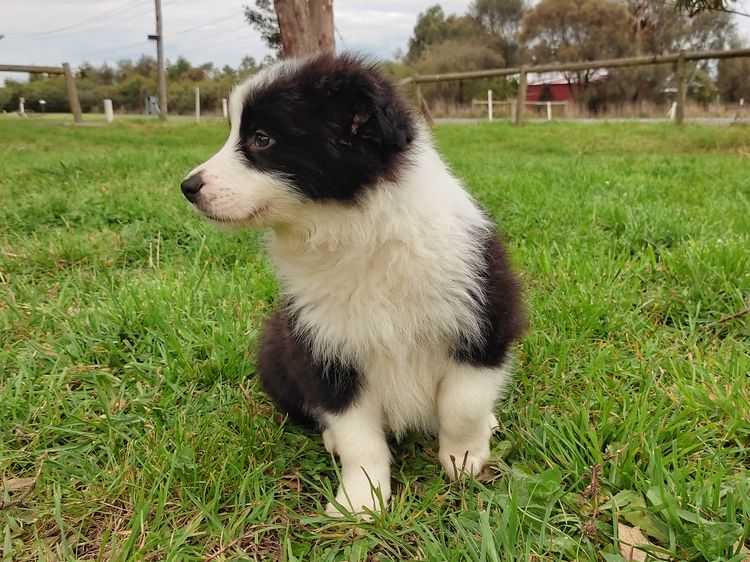 Korben Park - Border Collies