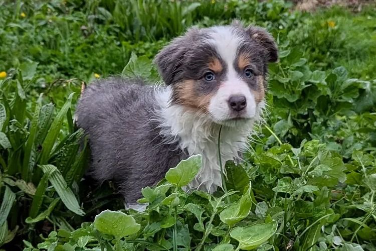 Korben Park - Border Collies