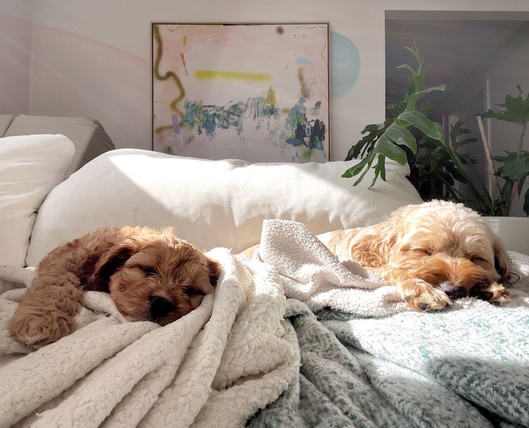 Puppies by Lennon House - Cavoodles