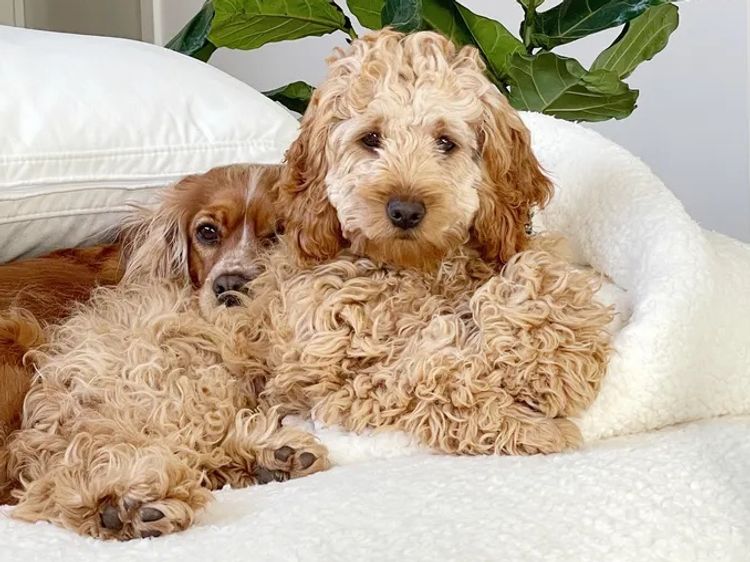Puppies by Lennon House - Cavoodles