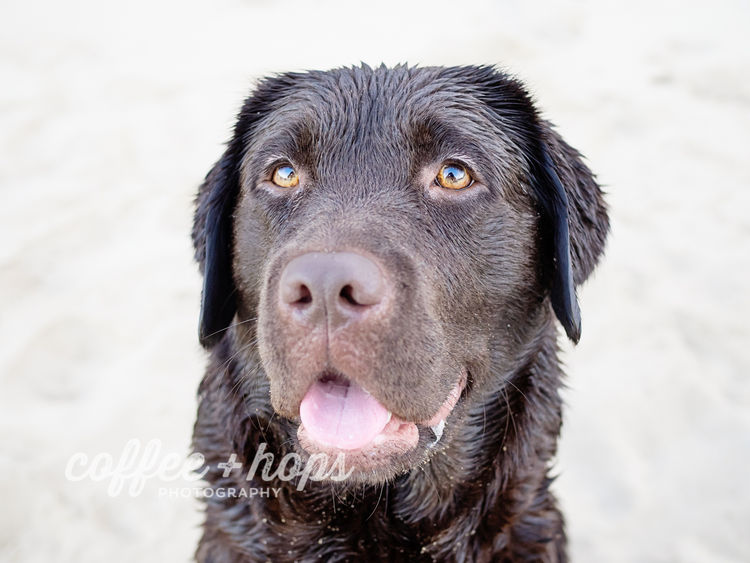Orsina Labradors ANKC Registered Breeders