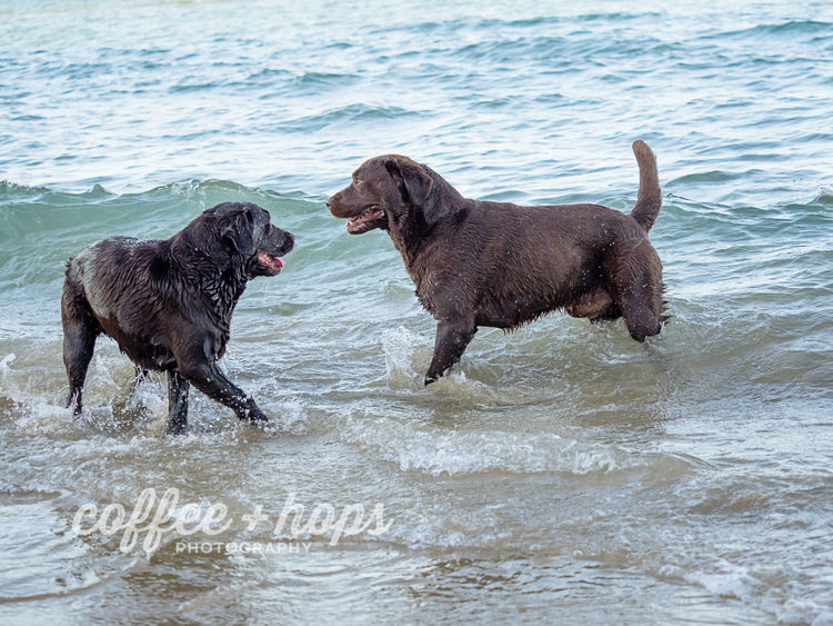 Orsina Labradors ANKC Registered Breeders