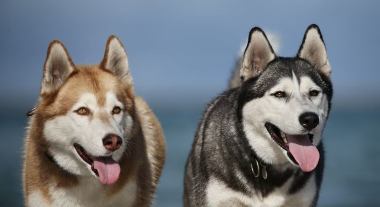 Isinnak Siberian Huskies