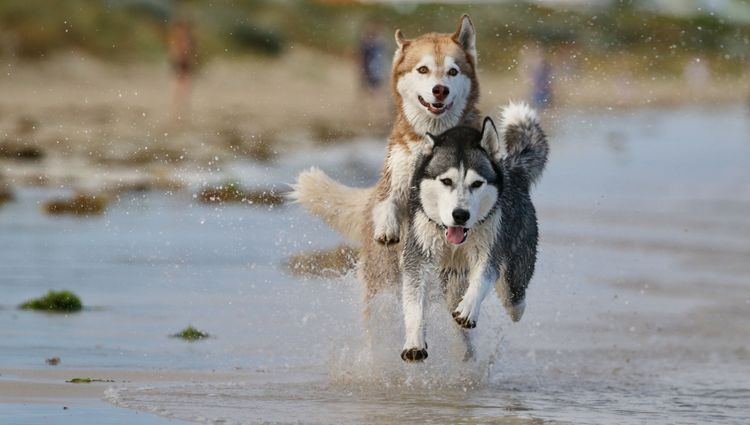 Isinnak Siberian Huskies