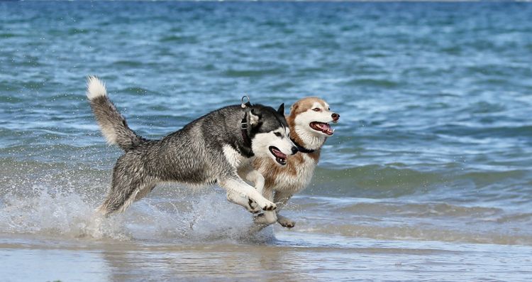 Isinnak Siberian Huskies
