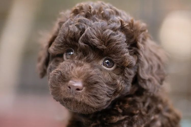 Mountain Ash Labradoodles