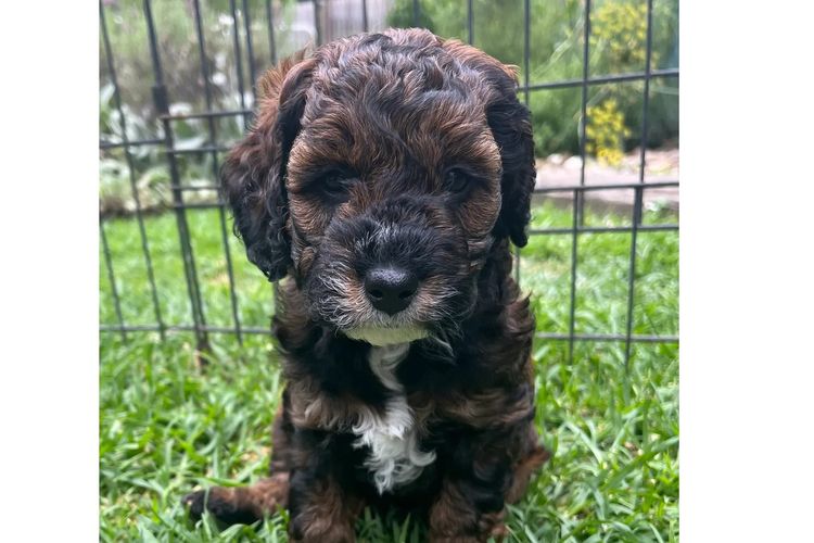 Mountain Ash Labradoodles