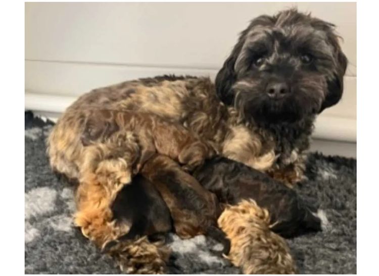 Mountain Ash Labradoodles