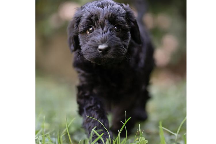 Mountain Ash Labradoodles