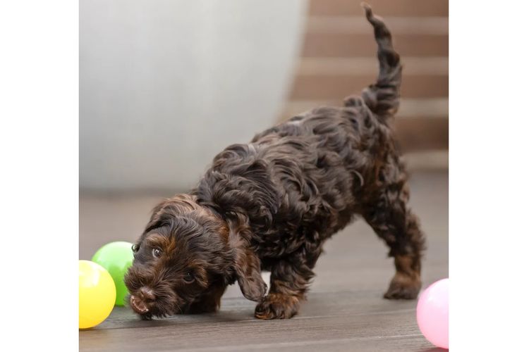 Mountain Ash Labradoodles