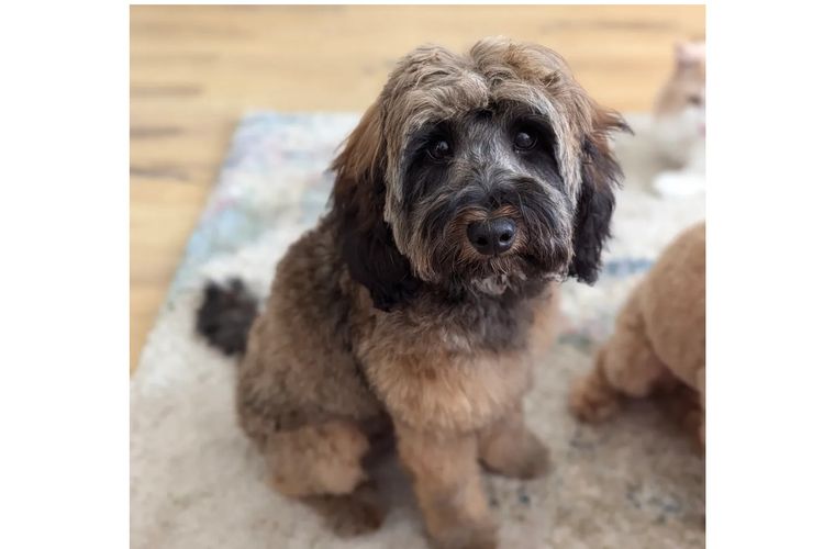 Mountain Ash Labradoodles