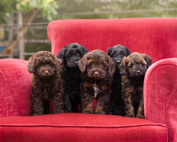 Mountain Ash Labradoodles