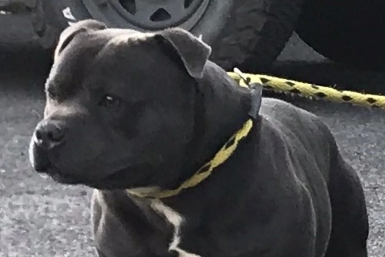 Nevadalodge Staffordshire Bull Terrier