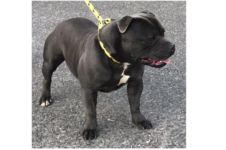 Nevadalodge Staffordshire Bull Terrier