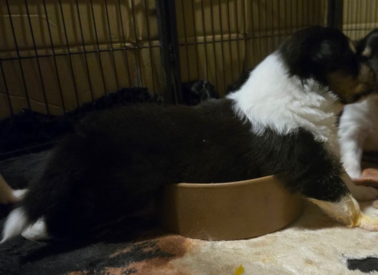 Dedouble Rough Collies