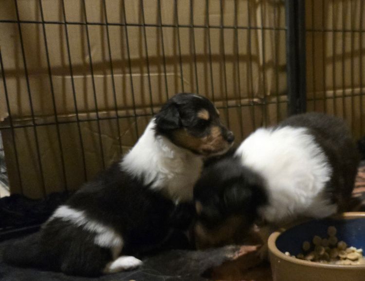 Dedouble Rough Collies