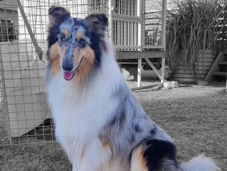 Dedouble Rough Collies