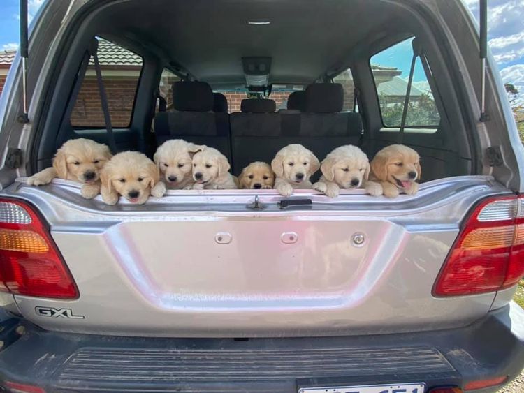 Cadenzahgold Golden Retrievers (Dogs Australia / ANKC)
