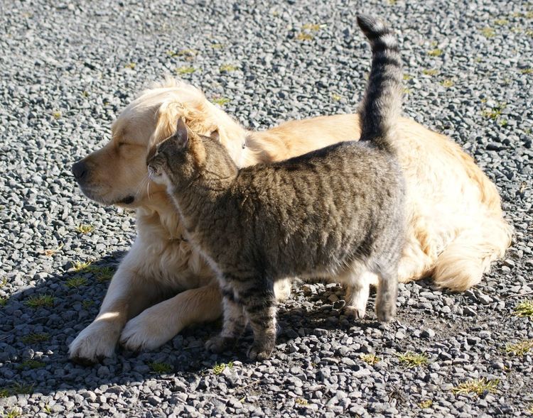 Cadenzahgold Golden Retrievers (Dogs Australia / ANKC)