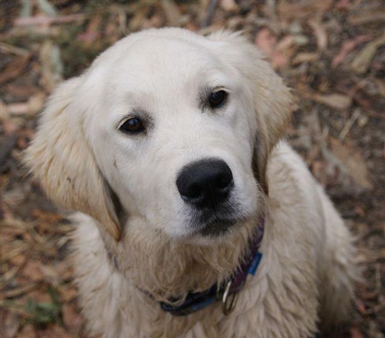 Cadenzahgold Golden Retrievers (Dogs Australia / ANKC)