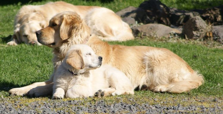 Cadenzahgold Golden Retrievers (Dogs Australia / ANKC)