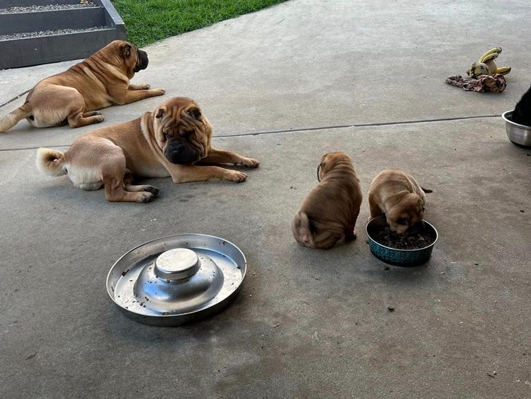 Shangyin Shar Pei