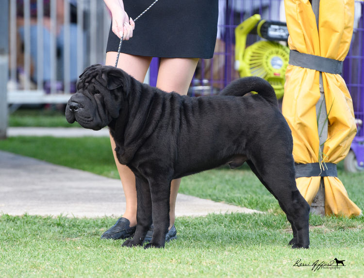 Shangyin Shar Pei