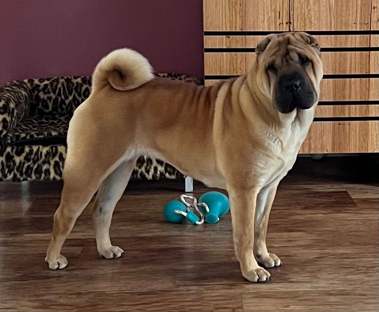 Shangyin Shar Pei