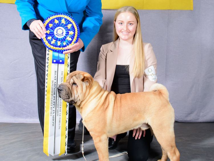 Shangyin Shar Pei