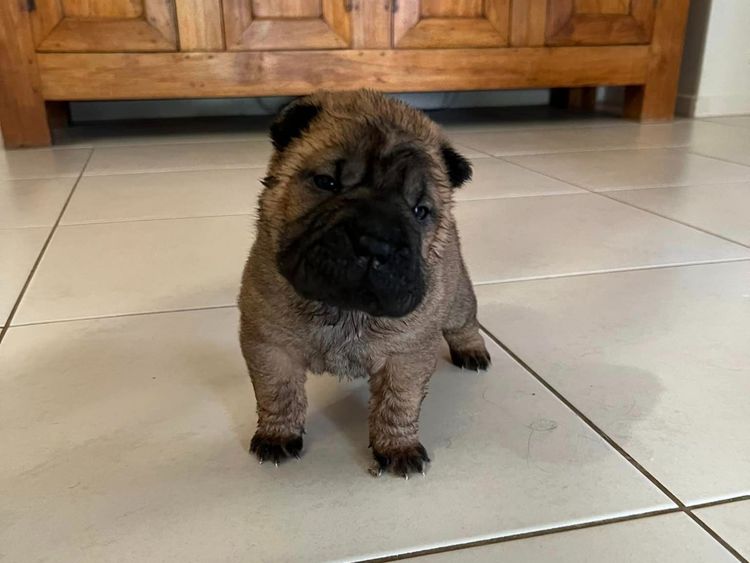Shangyin Shar Pei