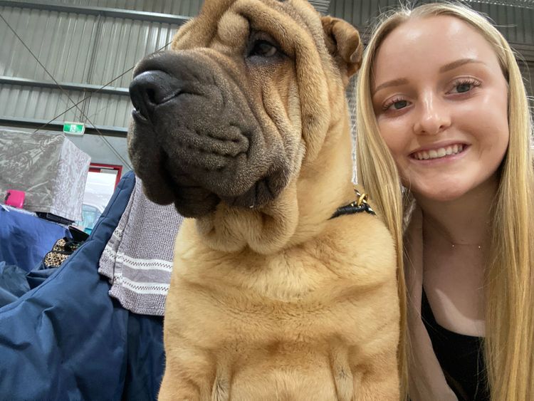 Shangyin Shar Pei