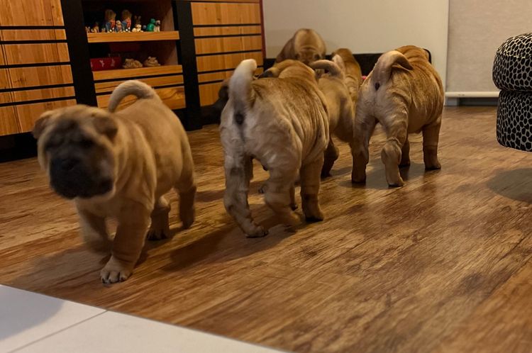 Shangyin Shar Pei