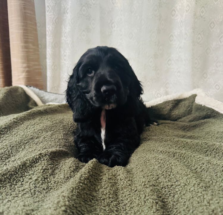 Cocker Spaniels by Kellie Jo-Ann