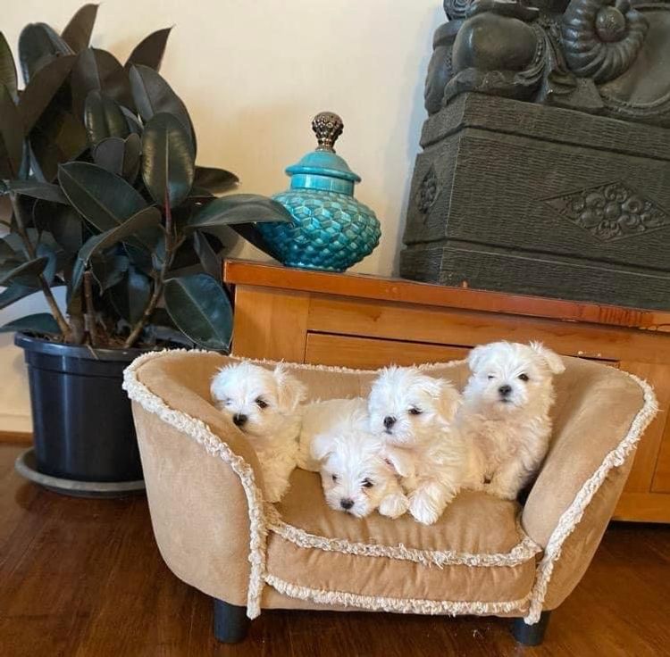 STARPLATNUM Maltese (Pure Bred)