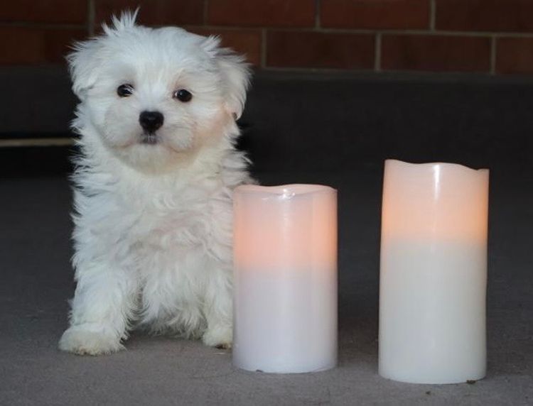 STARPLATNUM Maltese (Pure Bred)