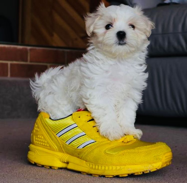 STARPLATNUM Maltese (Pure Bred)