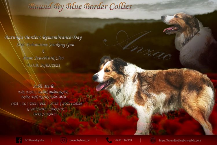 Boundbyblue Border Collies