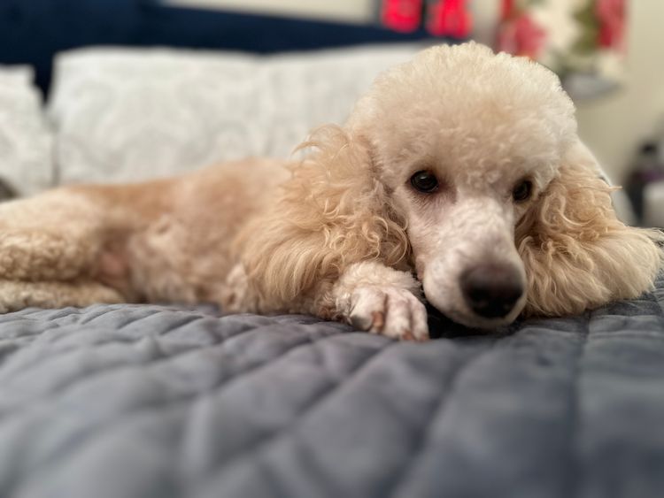 Fur Kings Poodles