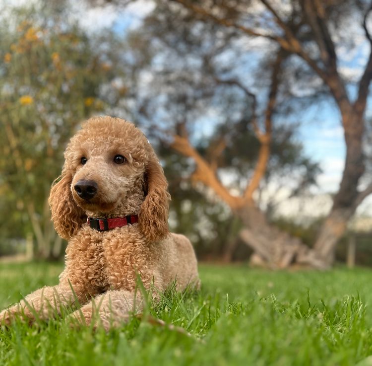 Fur Kings Poodles